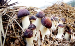普洱冬茸菌|自然美味，别样纯粹